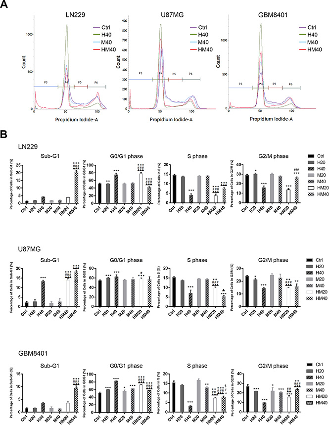 Cell cycle regulation by Hono, Mag and Hono-Mag combination treatment in human GBM cells.