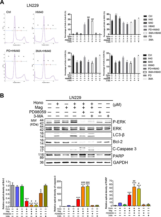 Suppression of p-ERK or autophagy enhanced Hono-Mag-stimulated apoptosis in human GBM Cells.