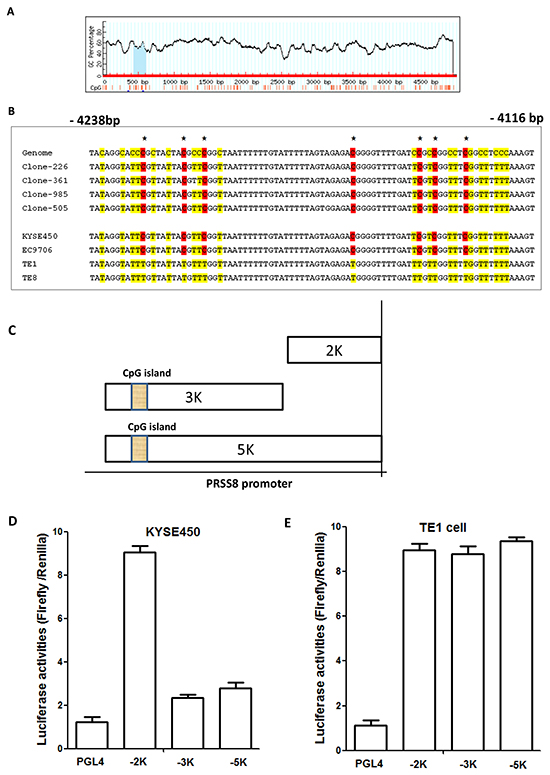 Reduced expression of PRSS8 was associated with hypermethylation in PRSS8 promoter region.