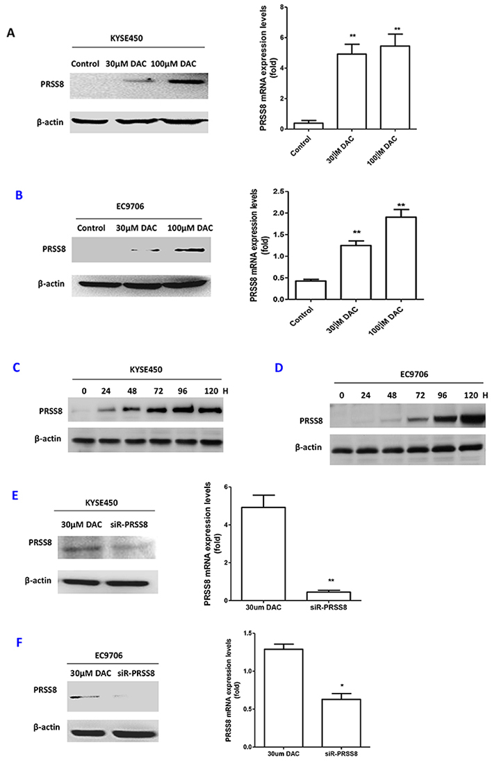 PRSS8 expression levels were restored by de-methylation agent decitabine (DAC), and the restored expression could be reduced by small interfering RNA targeting human PRSS8 (siR-PRSS8).