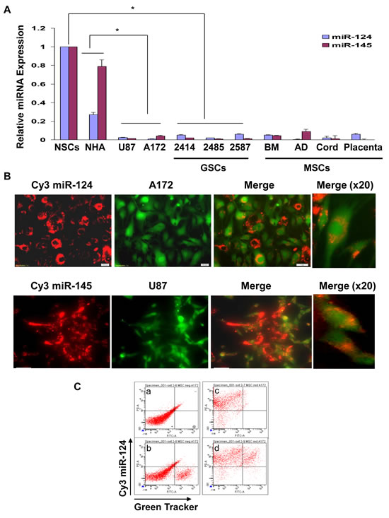 MSCs deliver miRNAs to co-cultured glioma cells.