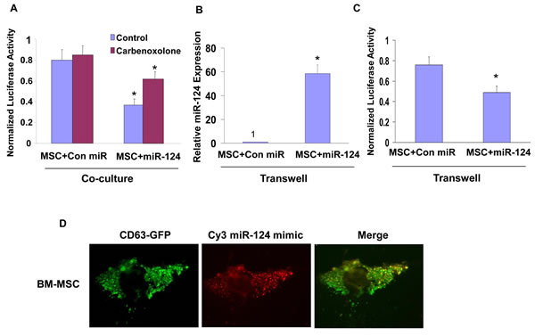 Role of gap junction, exosomes and contact-independent miRNA delivery by MSCs.