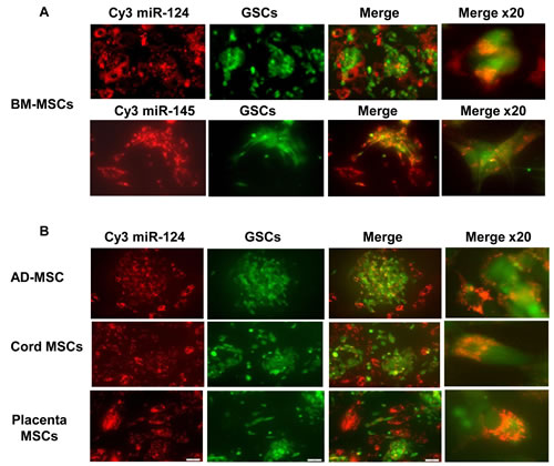MSCs deliver miRNA mimics to GSCs and decrease their self-renewal.