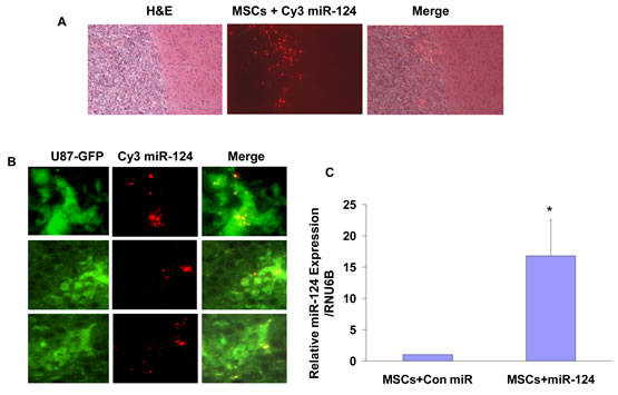 In vivo transfer of Cy3-miR-124 mimic to glioma xenografts by BM-MSCs.