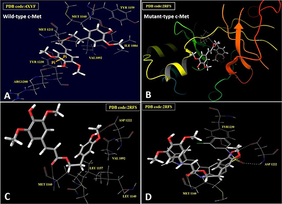 In silico binding mode of HVS at the ATP binding site of wild and mutant-types of c-Met kinase domain.