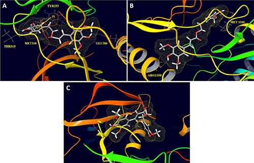 Peptide backbone structural models of the ATP binding sites of (A) ABL1, (B) c-Met, and (C) IGFR1 with HVS docked in the ATP binding site.