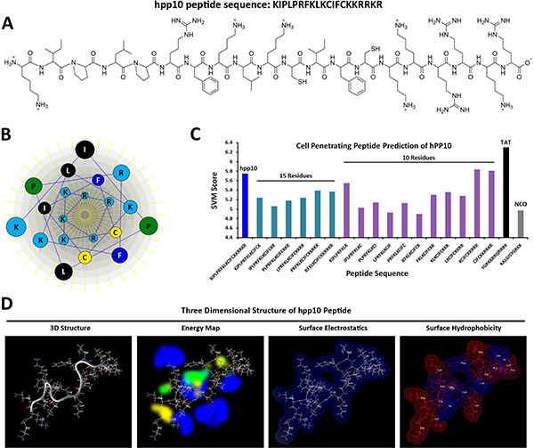 CPP prediction and three-dimensional (3-D) characterization of hPP10.