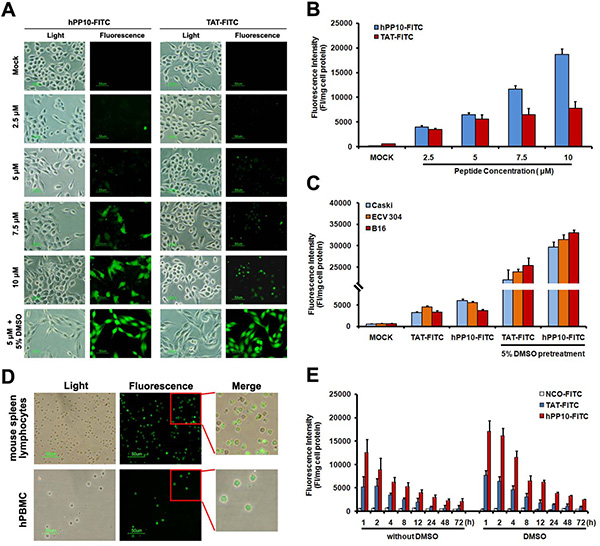 FITC-labeled peptides uptake by Caski cell pretreated with different concentrations of DMSO.