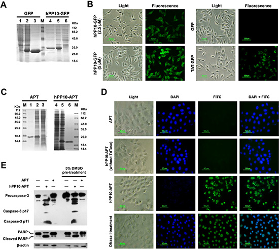 Fusion protein (hPP10-GFP and hPP10-Apoptin) penetration and functionalization in vitro