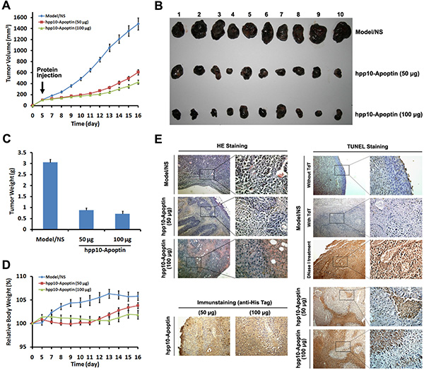 Tumor growth inhibition of hPP10-mediated Apoptin in B16 melanoma cell bearing mice in vivo.