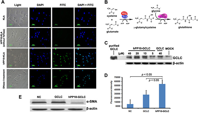 Efficient transduction of short peptide or protein in fibrosis related HSC-T6 cells in vitro.