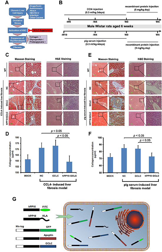 Anti-liver fibrosis effect of hPP10 conjugated with GCLC.