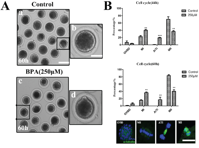 Exposure to BPA disturbs the cell cycle of porcine oocyte maturation.