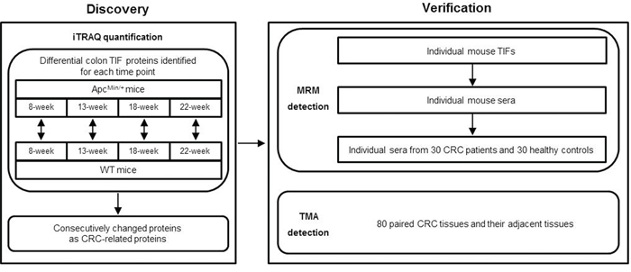 The experimental workflow for CRC biomarker discovery and verification.