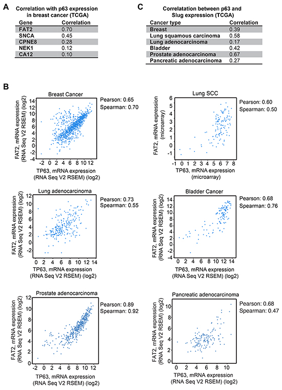 Correlation of &#x0394;Np63&#x03B1; with FAT2 and Slug expression in patient tumors.