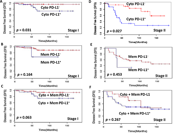 Kaplan-Meier estimation of disease-free survival in stage I and II PTC patients.