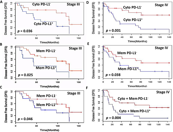 Kaplan-Meier estimation of disease-free survival in stage III and IV PTC patients.