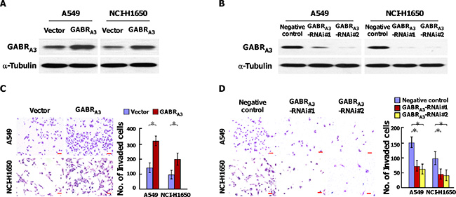 GABRA3 promotes the invasiveness of LUAD cells.