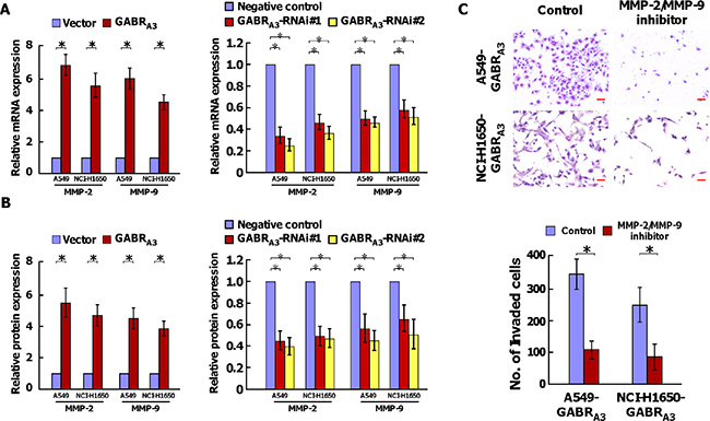 GABRA3 induces MMP-2 and MMP-9 expression in LUAD cells.