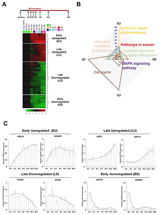 Serial gene expression microarray categories JQ1 responded genes into four groups depend on response time and expression pattern.