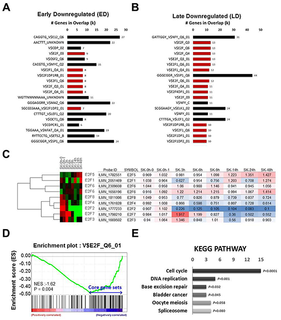 E2F2 is the first line target of BRD4 inhibition.