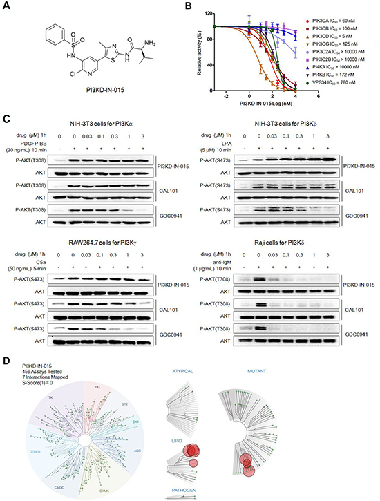 Discovery of PI3KD-IN-015 as a potent and selective PI3K&#x03B4; inhibitor