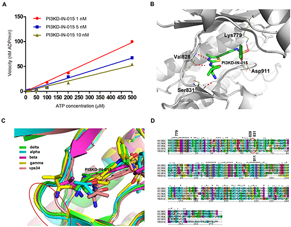 Structural basis for PI3KD-IN-015&#x2019;s selectivity among PI3K isoforms