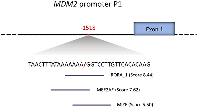 MDM2 promoter P1 del1518 break-point sequence context.