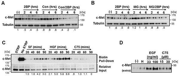 Inhibition of palmitoylation reduces c-Met levels independent of proteasomal and lysosomal degradation and increases ectodomain shedding.