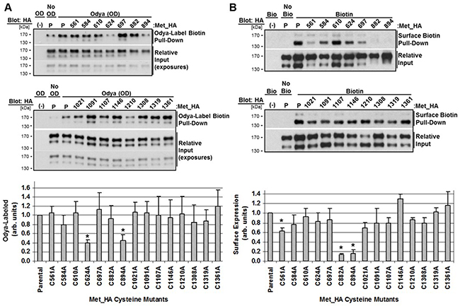 Characterization of c-Met cysteine mutant palmitoylation and surface expression.