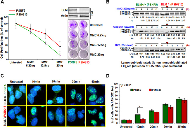 FANCD2 activation is sharply mitigated in BS cells.