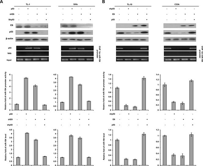 MiR-184 expression is down-regulated by E6 oncoprotein at transcription level via decreased the binding activity of p53 onto the miR-184 promoter due to p53 degradation by E6.