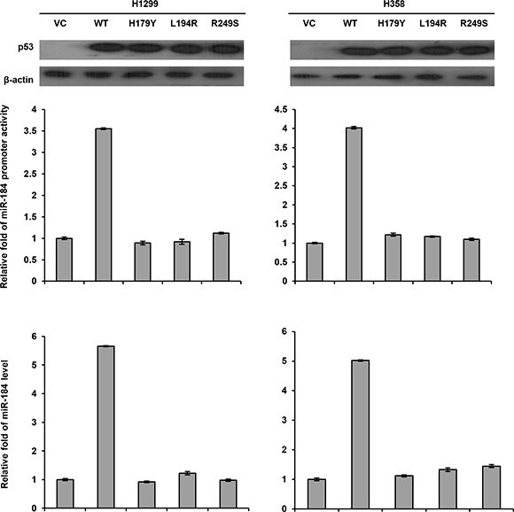 The miR-184 promoter activity is dependent on p53 status.