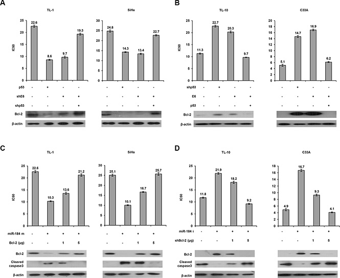 A decrease in miR-184 expression by E6 confers cisplatin resistance via increasing Bcl-2 expression.