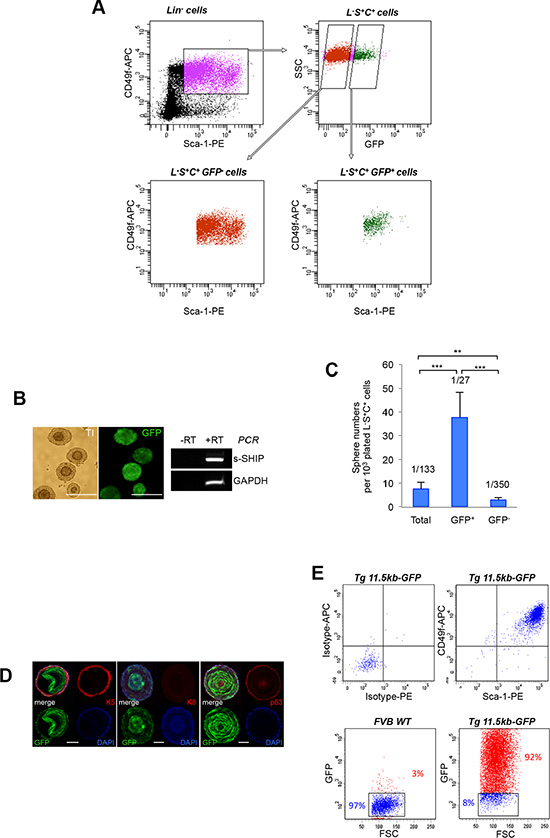 The s-SHIP/GFP-expressing subpopulation is enriched for sphere&#x2013;forming cells.