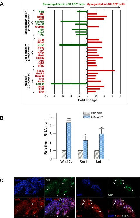 Profiling of gene expression in LSC GFP+ versus LSC GFP&#x2212; basal cells.