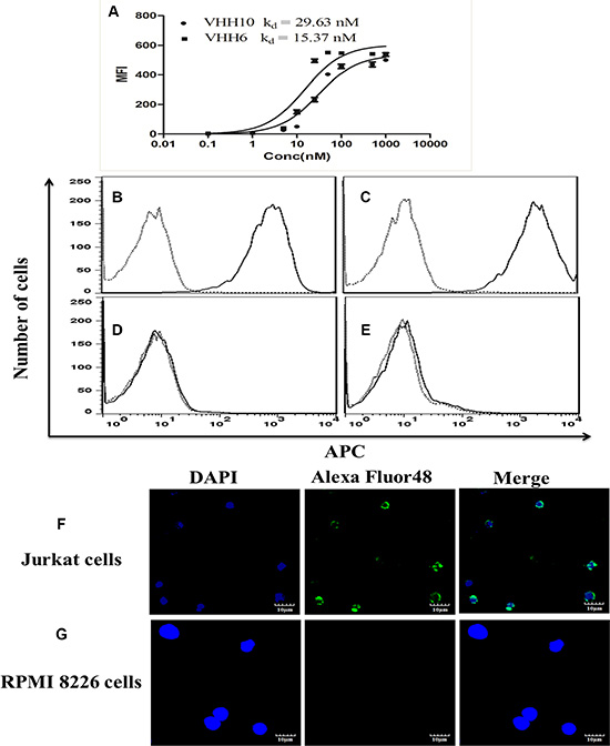 Specific binding of nanobodies to CD7-positive cells with nanomolar affinity for the cells.