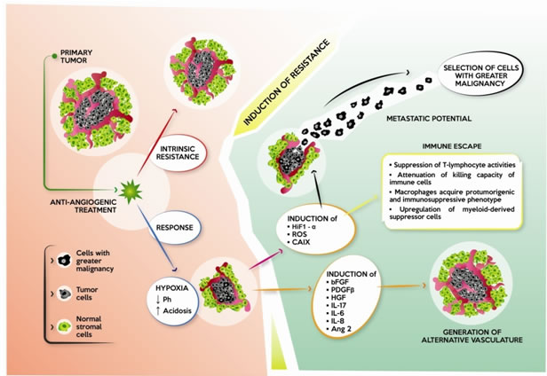 Effect of anti-angiogenic therapy on cancer.