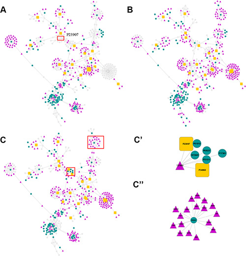 Chemical-protein association networks.