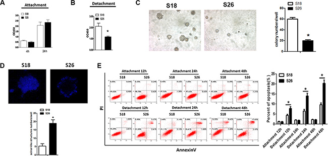 S18 cells exhibit enhanced anoikis resistance.