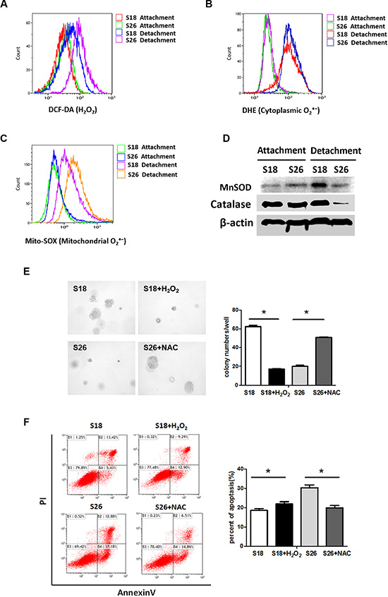 Enhanced ROS is critical for anoikis in NPC cells.