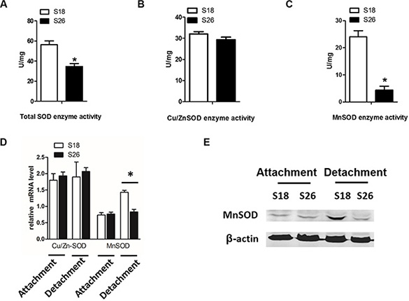 Matrix detachment induces MnSOD in high-metastasis S18 cells.