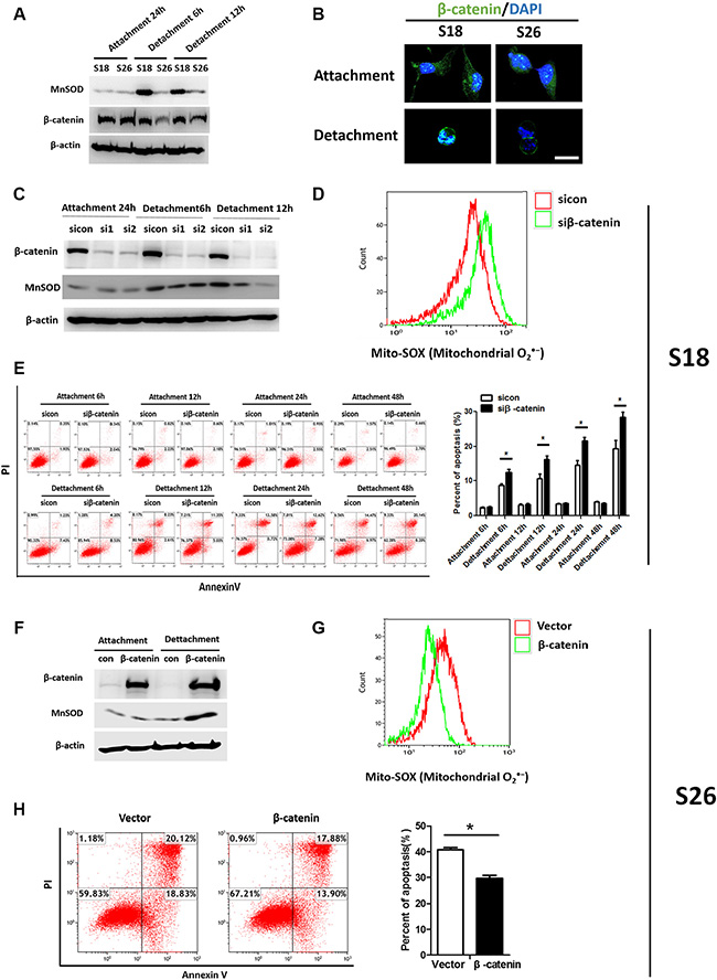 &#x03B2;-catenin signaling promotes anoikis resistance via MnSOD up-regulation.