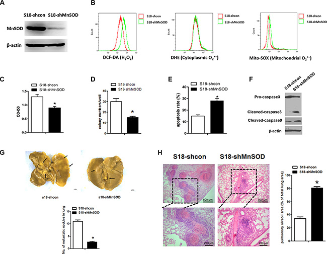 Diminished MnSOD expression promotes anoikis in vitro and reduces tumor formation in vivo.