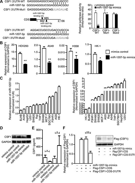 CSF1 is a direct target of miR-1207-5p.