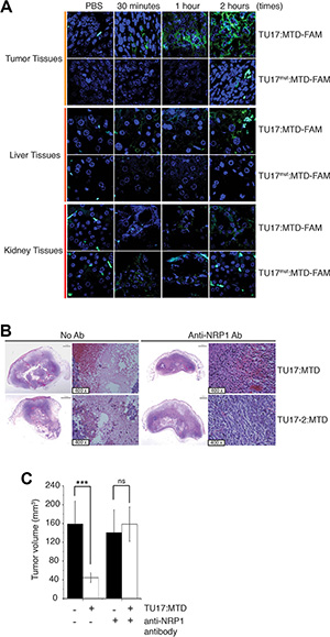 Anti-NRP-1 antibody blocks necrosis in tumor induced by TU17:MTD.