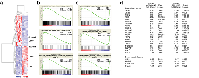 Gene profiling of E-SUM149 and M-SUM149 clones.