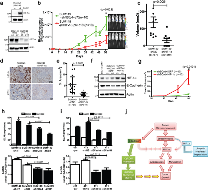 HIF-1&#945; functions are central to the growth of E-Cadherin expressing breast cancer cells