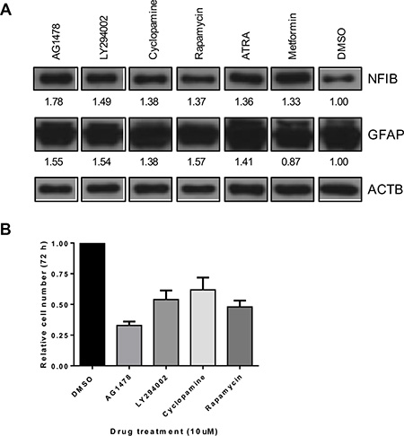 NFIB expression in GBM cells can be increased by drug treatment and is associated with reduced proliferation.