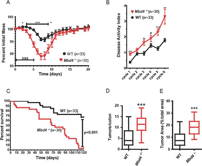 Mbd4&#x2013;/&#x2013; mice are more sensitive to AOM/DSS treatment.